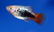 Tuxedo Platty Fish